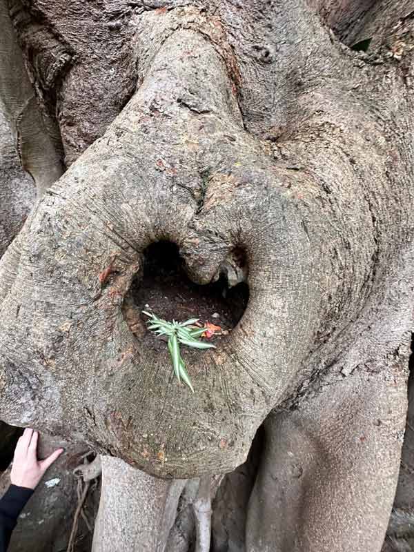 a tree trunk with a plant growing inside of it