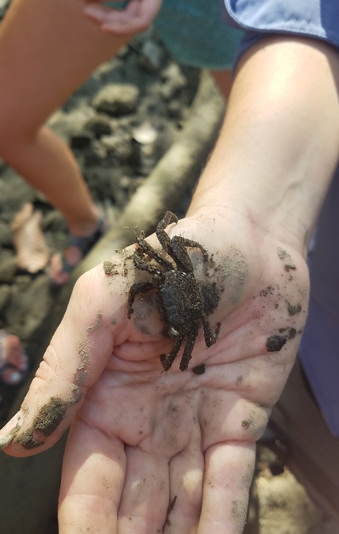 3 - Mangrove Crab, Tropical Marine Bio Field Work