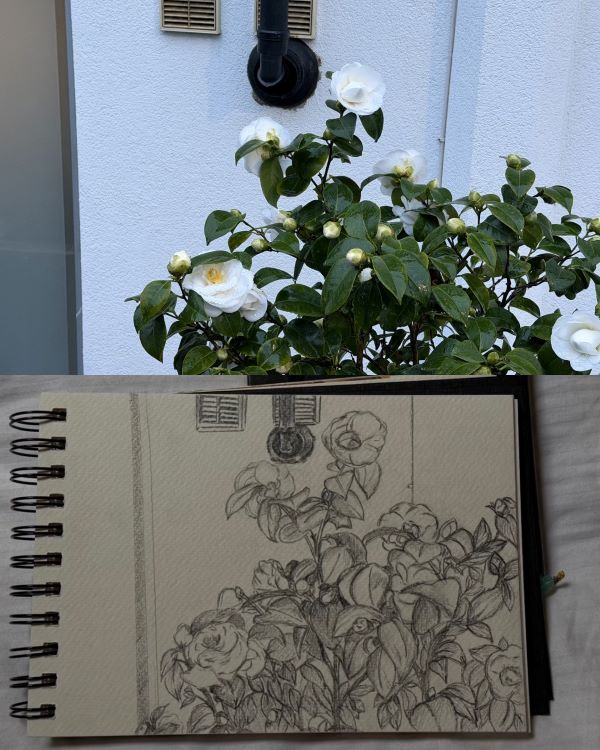 A sketchpad featuring a pencil drawing of roses, held in front of a rose bush