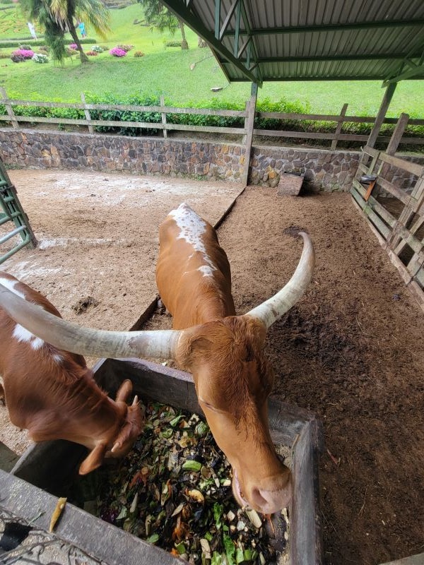 Brown long horn cow up close