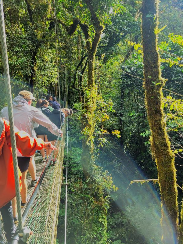 Study abroad students walking across bridge in green forest
