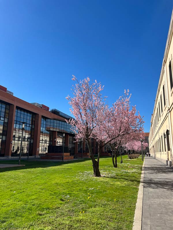 Photo on Getafe Campus with buildings and blooming trees.