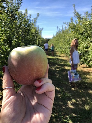 Apple Orchard France