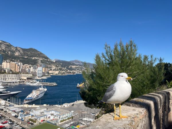 Photo of seagull with piers in Monaco in the background