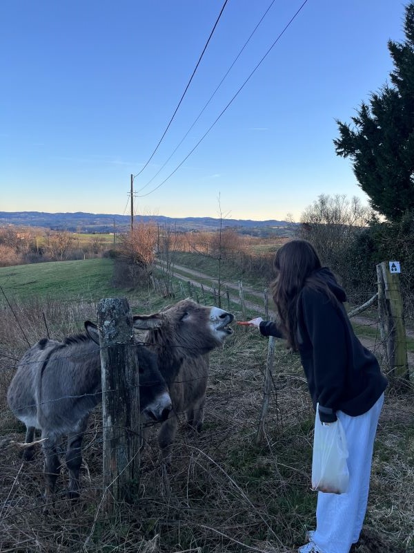 Study abroad student feeding donkeys