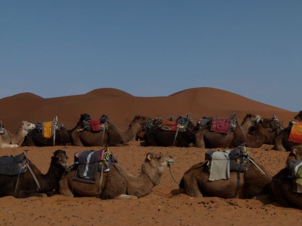 Camels sitting and lined up in the desert