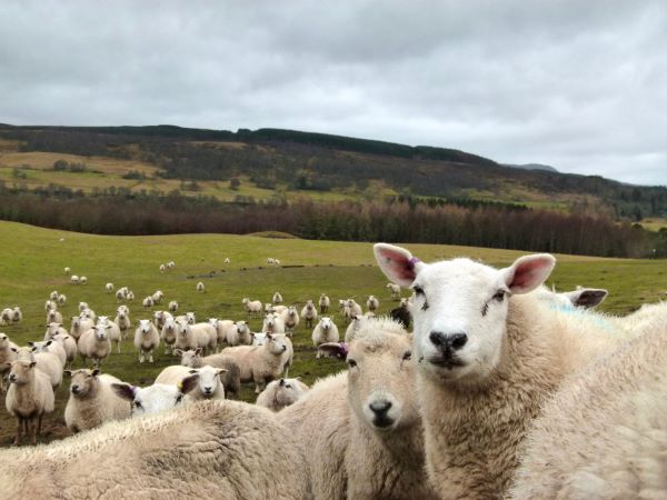 Close up photo of heard of sheep and green hills