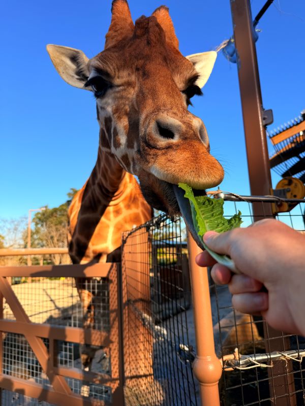 A hand holding out of leaf of lettuce to a giraffe who is leaning forward to grab it with its teeth