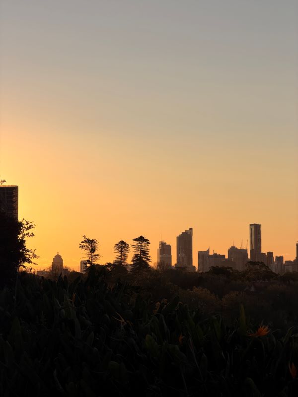 City buildings seen at a distance behind trees cast into dark shadows, underneath a creamy orange and yellow sunset sky