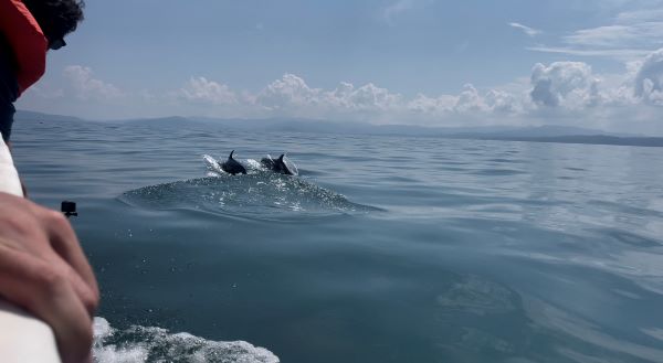 Study abroad students peeking over edge of boat to see dolphins in water