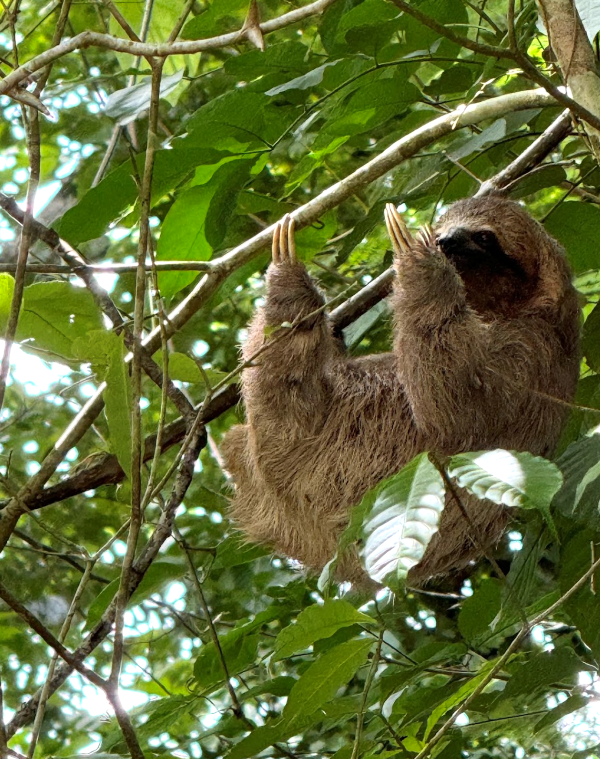 Close up shot of sloth hanging from tree