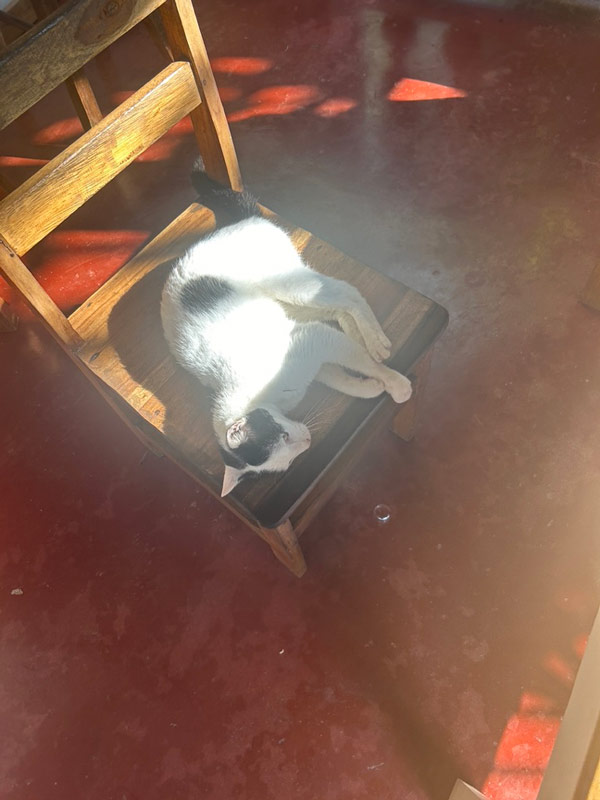A cat lying on a chair