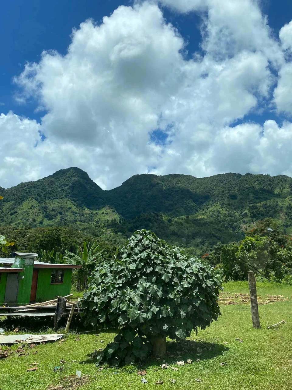 Trees and mountains in Fiji
