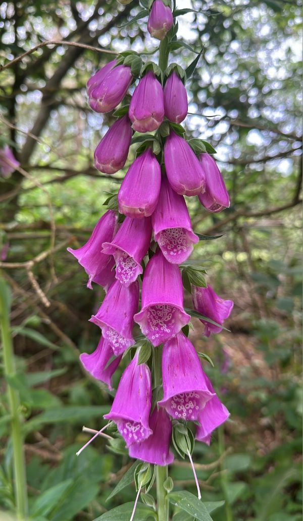 A group of small cylindrical purple flowers