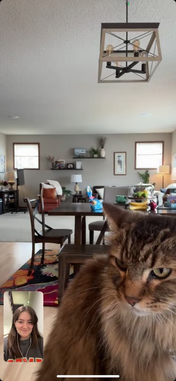 A screenshot of a phone video call with a cat looking to the side in the main frame and a smaller frame of a study abroad student in the lower lefthand corner