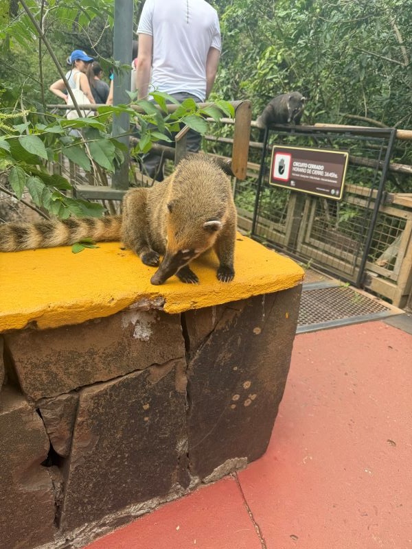 A small tan animal with a long ringed tail and long snout sitting on a rocky platform
