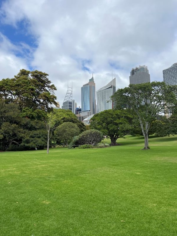 Photo of greenery in Sydney Botanical Gardens with city in background