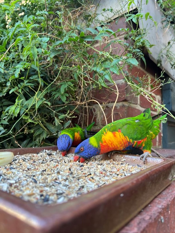 Two colorful birds eating seeds in bowl