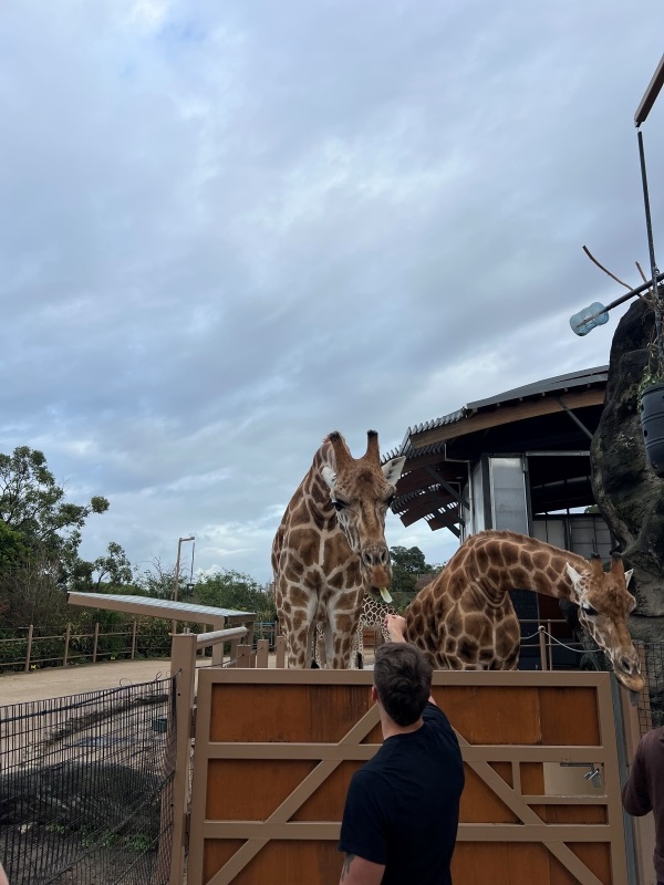 Study abroad students feeding a giraffe