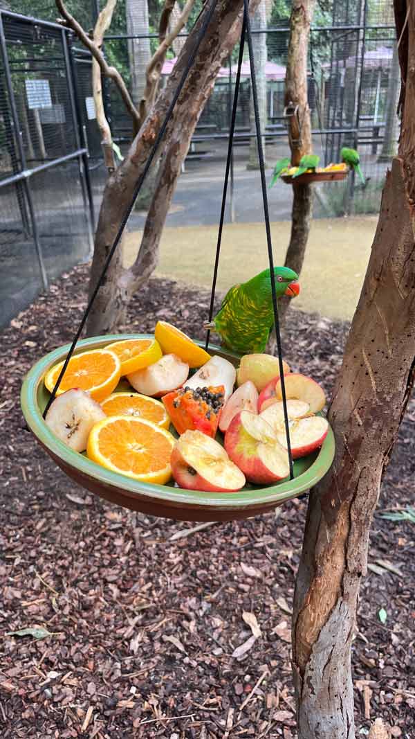 A bird sitting on a hanging bowl filled with slices of fruit