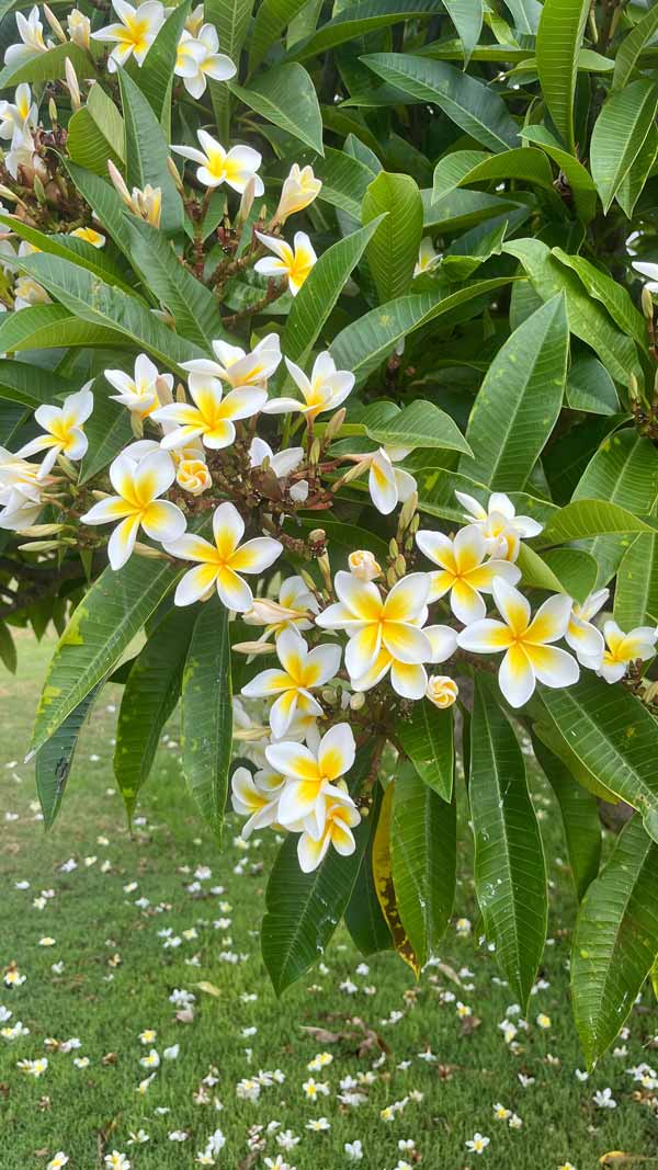 A close up of a tree with white flowers