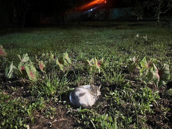 A small grey-and-white cat curled up sleeping outdoors on a patch of grass