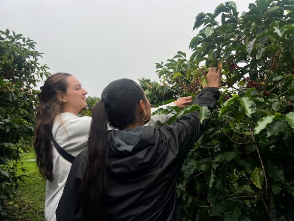 Two study abroad students picking leaves from a tree while faced away from the camera