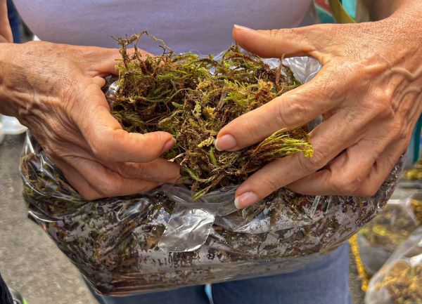 A person's hands holding a small green and brown plants