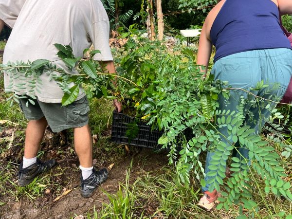 Two people as seen from behind lifting a black crate holding a large plant