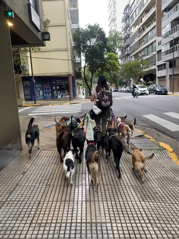 Dog walker walking 13 dogs together on street