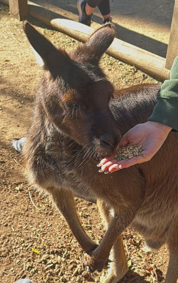 Sydney, Sustainability & Scenery: Studying Abroad in Australia