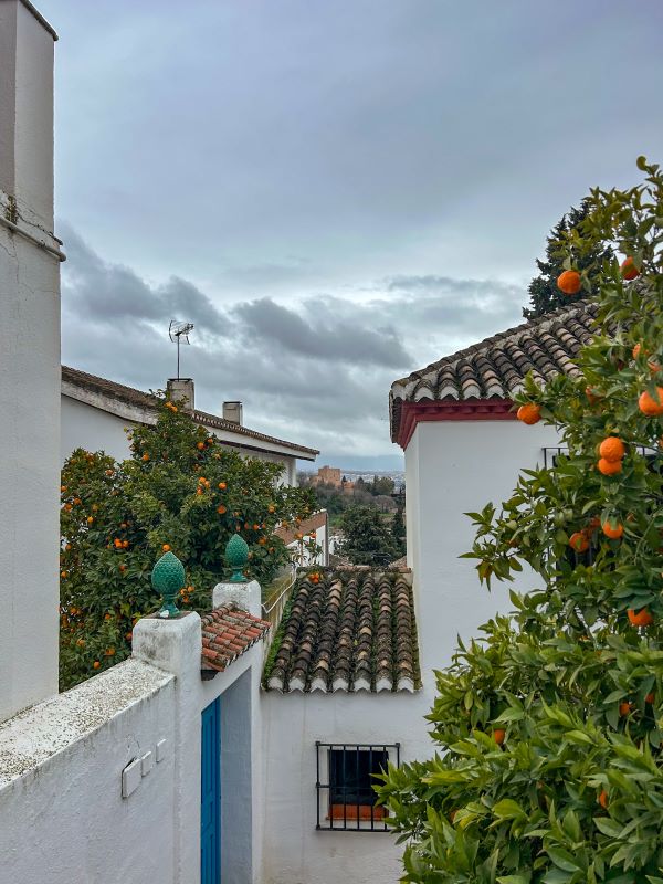 A view of a white building with an orange tree in the foreground