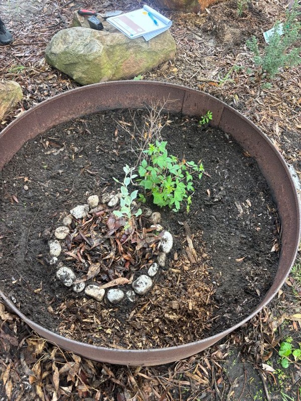 A plant container holding a small, leafy green plant next to an even smaller plant surrounded by a circle of pebbles