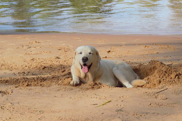 A dog lying in the sand