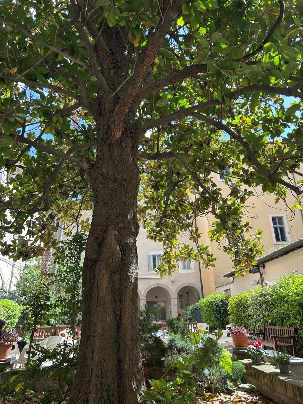 An outdoor space enclosed by building walls, featuring a large tree in the middle and plants all around it