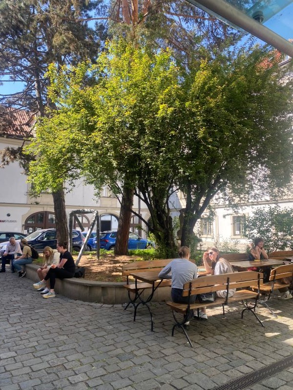 Patio area covered by tree with tables and benches