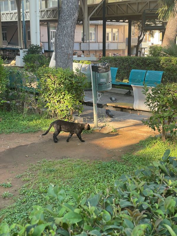 A brown cat walking in an outdoor space surrounded by green grass, a tree, and several metal seats