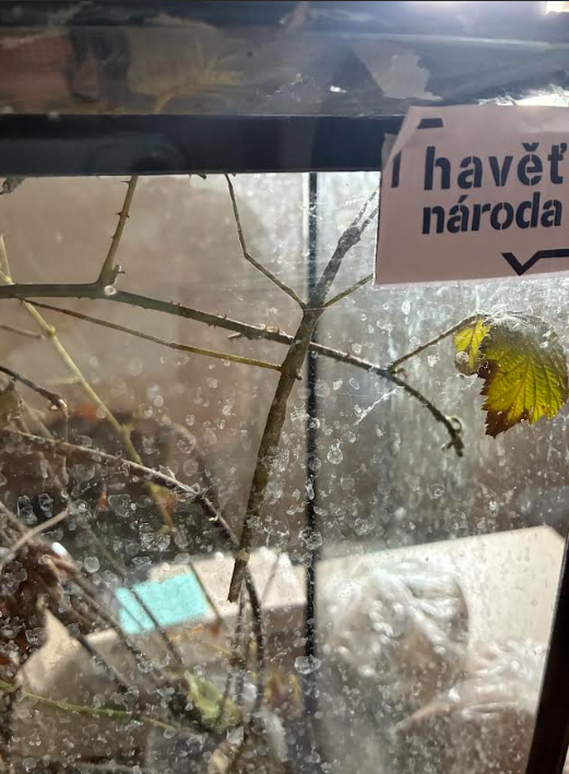 A stick bug insect close to the glass pane of an insect tank
