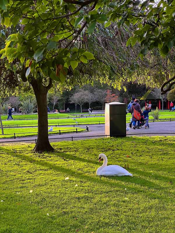 A white swan lying on grass by a tree