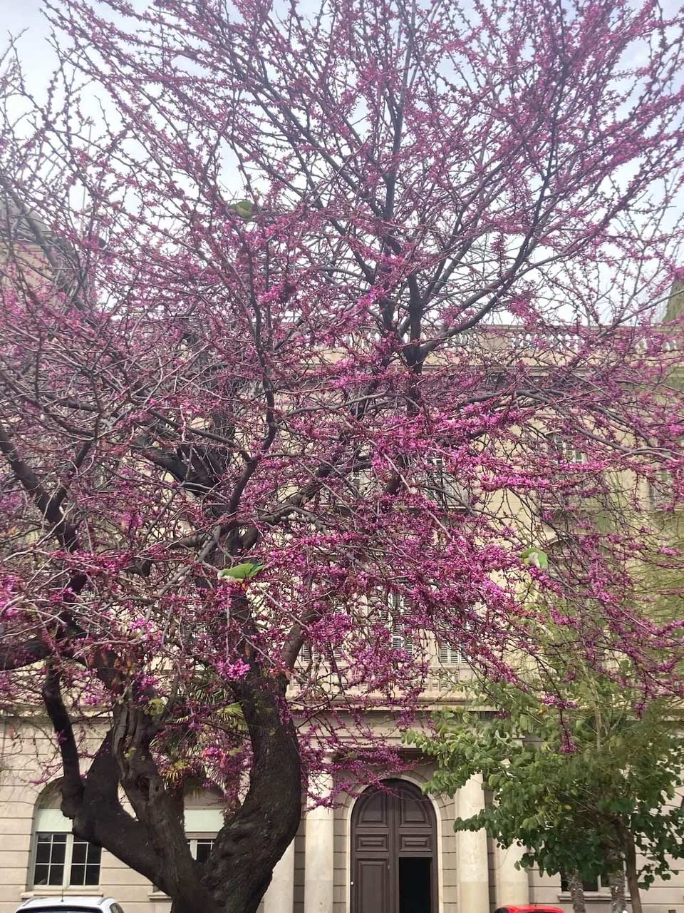 Spring flowers blooming on trees in Barcelona